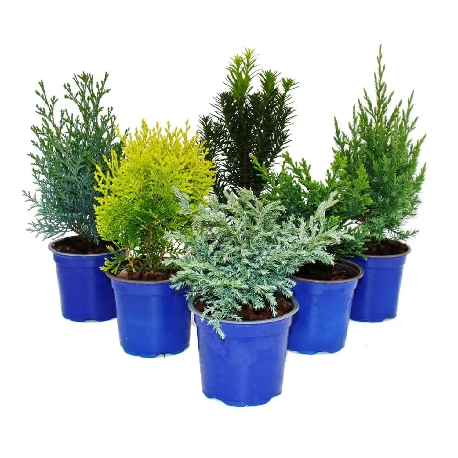 Exotenherz Zwergkoniferen-Set: 6 kleine Nadelgehölze in blauen Töpfen für Beet und Balkon.
