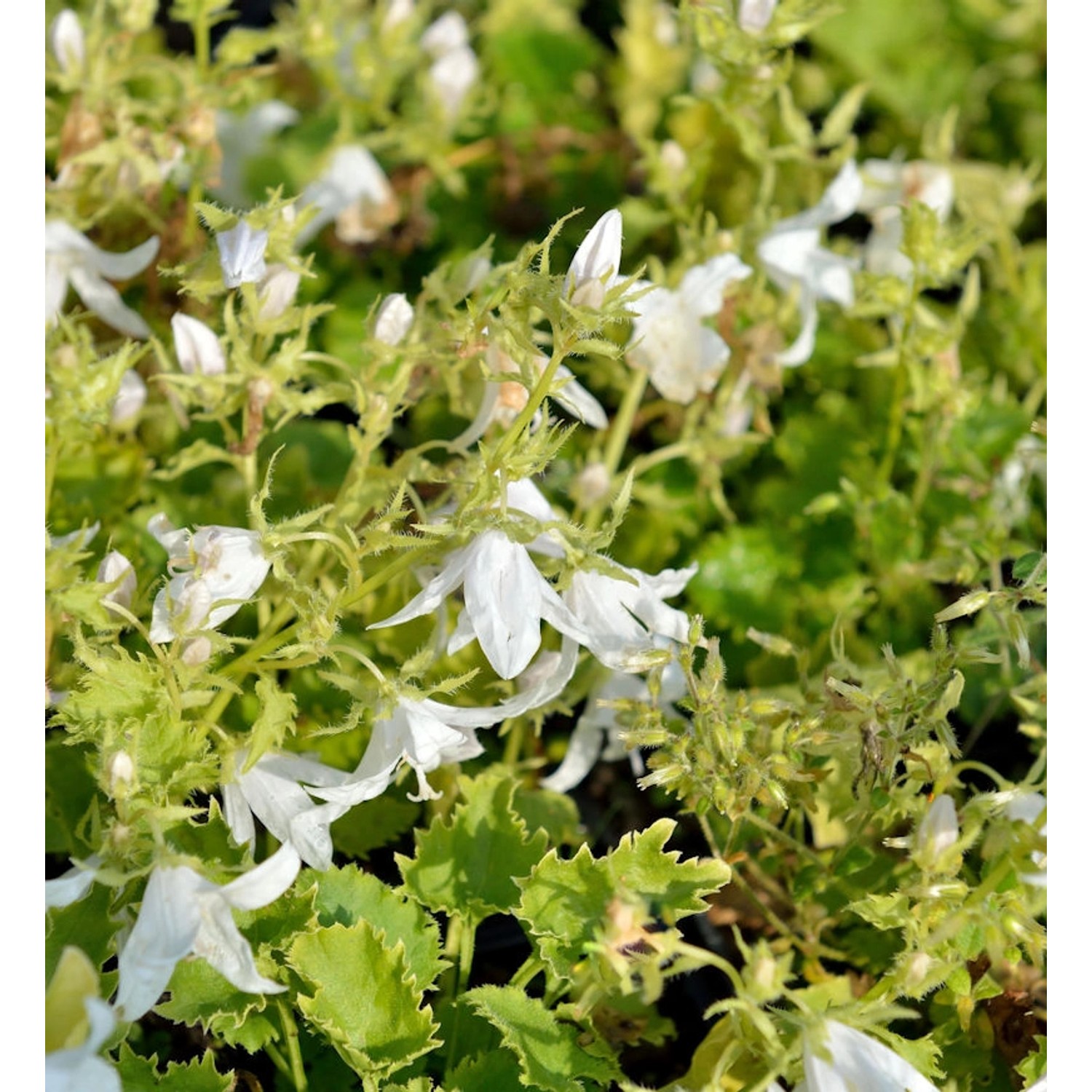 Glockenblume Schneeranke - Campanula poscharskyana günstig online kaufen