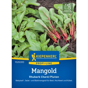 Kiepenkerl Mangold Rhubarb Chard/Pluton mit roten Stielen und grünen Blättern.