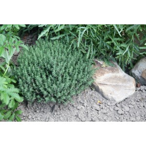 Blu Echter Thymian im Topf (ca. 12 cm) im Gartenbeet.