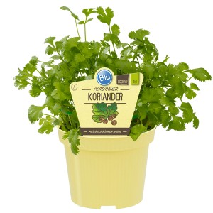 Blu Koriander im Topf (Ø 12cm): Küchenkräuter mit aromatischen Blättern für asiatische Gerichte.