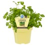 Blu Koriander im Topf (Ø 12cm): Küchenkräuter mit aromatischen Blättern für asiatische Gerichte.