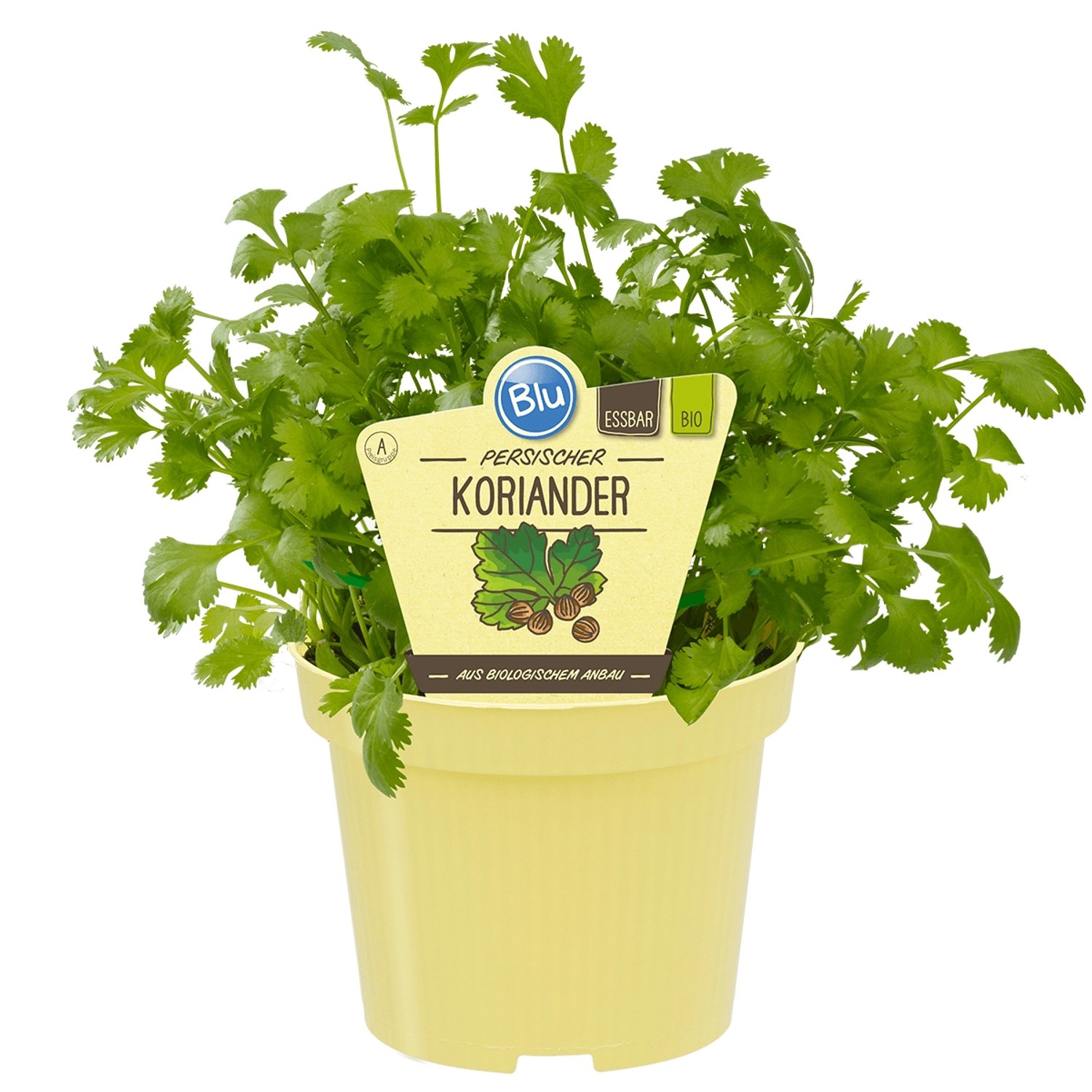 Blu Koriander Topf-Ø ca. 12 cm