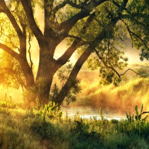 Glasbild Misty Landscape: Baum und Fluss im goldenen Morgenlicht, 30x30cm