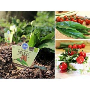 Bio-Bärlauch im Topf, mit Blättern und Anwendungsbeispielen wie Salat und Frischkäse.