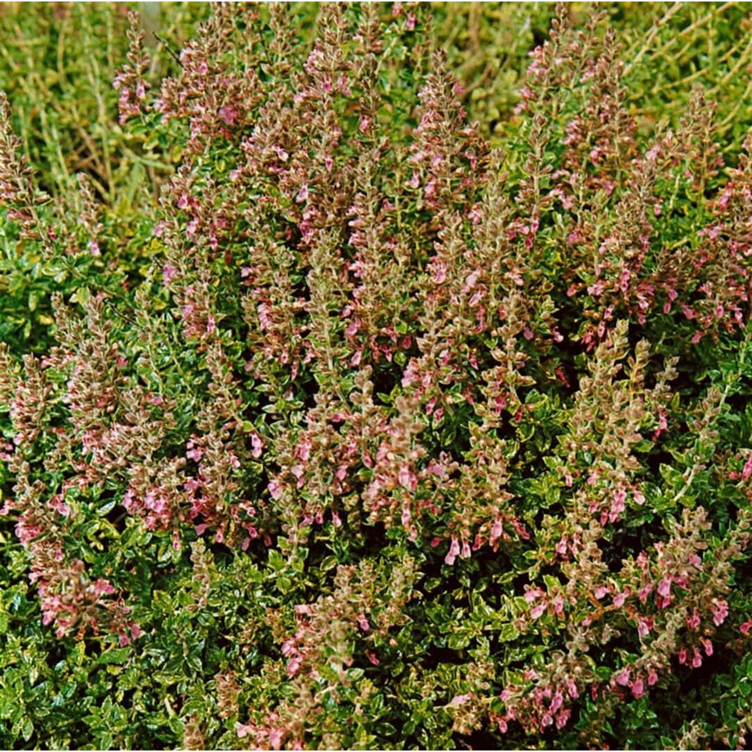 Teucrium Chamaedrys Nanum Gamander Ca. 9x9 cm Topf günstig online kaufen