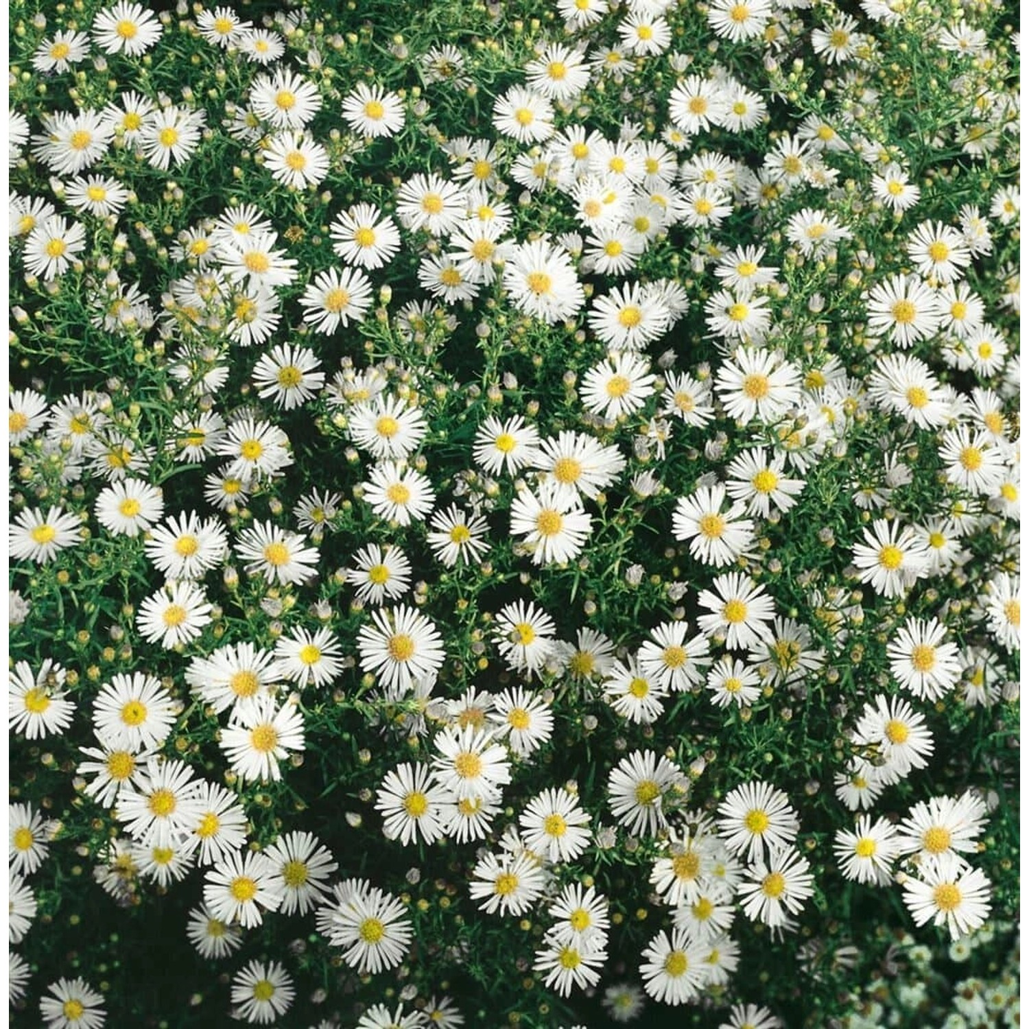 Aster Ericoides Schneegitter Myrtenaster Ca. 9x9 cm Topf günstig online kaufen