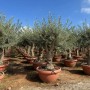 Sunny-Tree Olea Europea Winterharte Verzweigter Olivenbaum 180 cm im Decotopf 45 Jahre alt_2