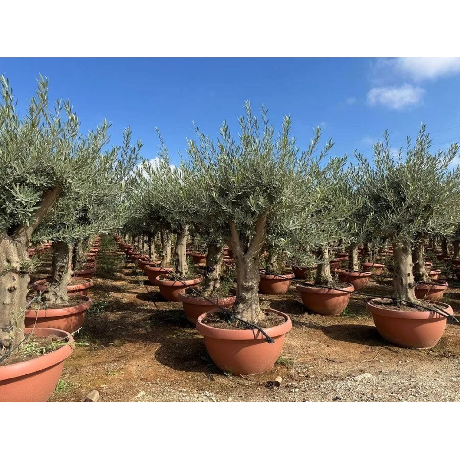 Sunny-Tree Olea Europea Winterharte Verzweigter Olivenbaum 180 cm im Decotopf 45 Jahre alt_2