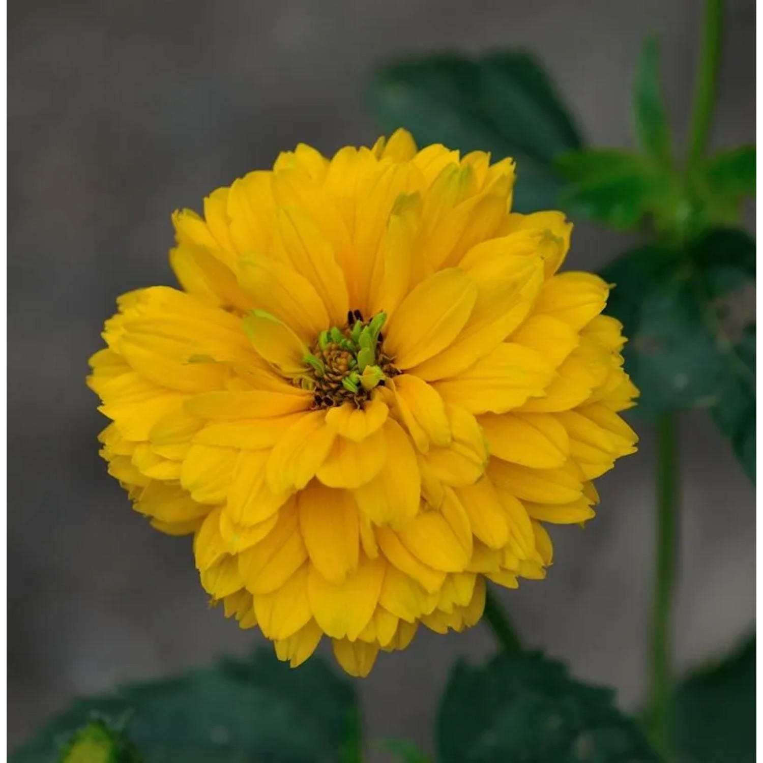Sonnenauge Goldgrünherz - Heliopsis scabra