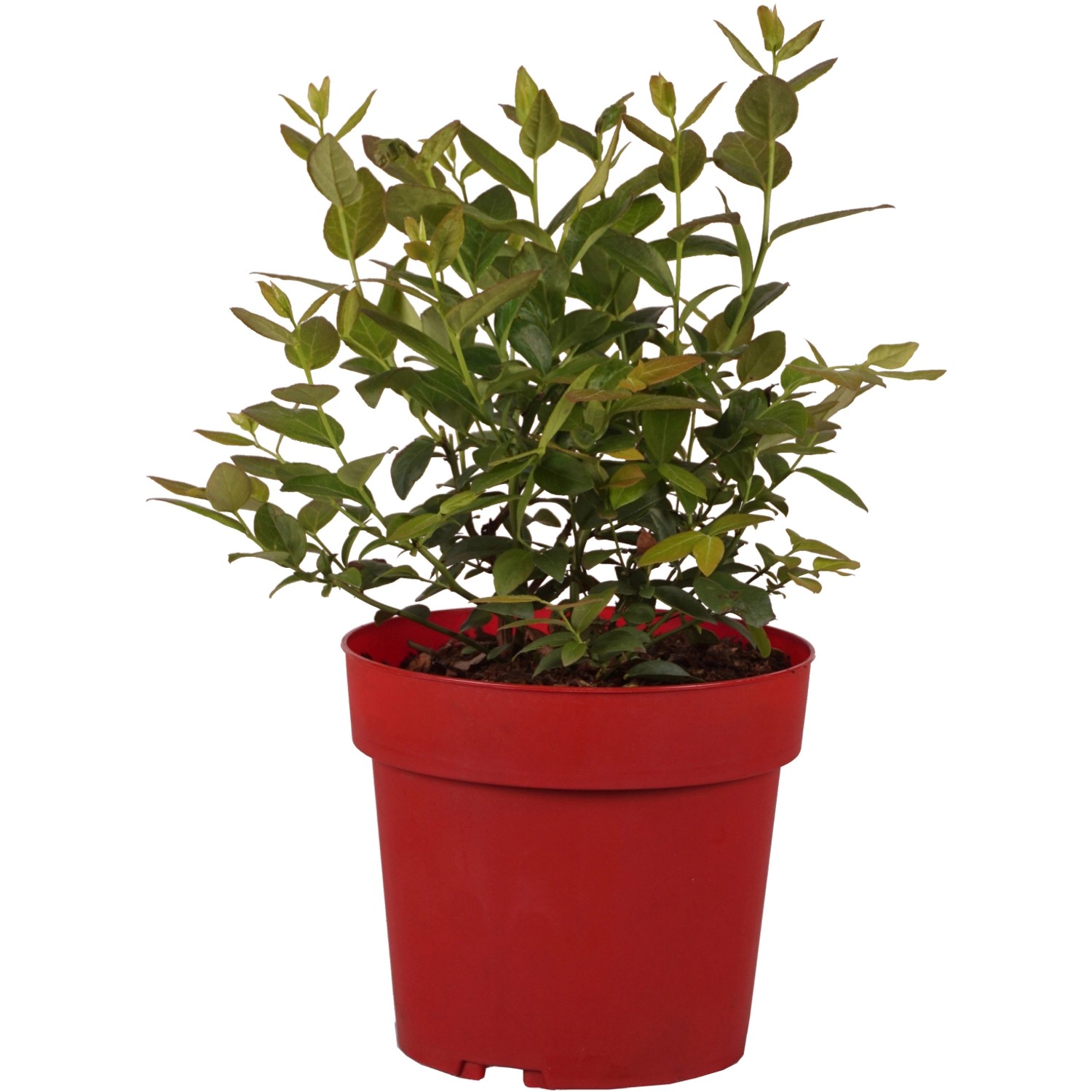 Heidelbeere "Goldtraube" Höhe ca. 30 cm Topf ca. 3,4 l Vaccinium corymb.