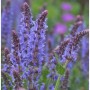 Nahaufnahme von Salbei 'Blauhügel' (Salvia nemorosa) mit leuchtend blau-violetten Blütenähren. Eine schöne Staude.