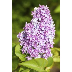 Nahaufnahme des lila Flieder (Syringa vulgaris) mit grünen Blättern.