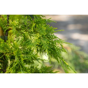 Detailaufnahme der goldgelben Nadeln der OBI Riesenzypresse Castlewelland Gold.