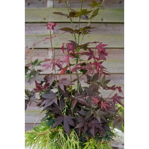 Acer Palmatum Ruby Stars: Japanischer Ahorn mit roten Blättern, ca. 30–40 cm hoch.