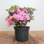 Rhododendron Obtusum 'Kermesina Rose' im Topf mit rosa Blüten, ca. 30-40 cm hoch.