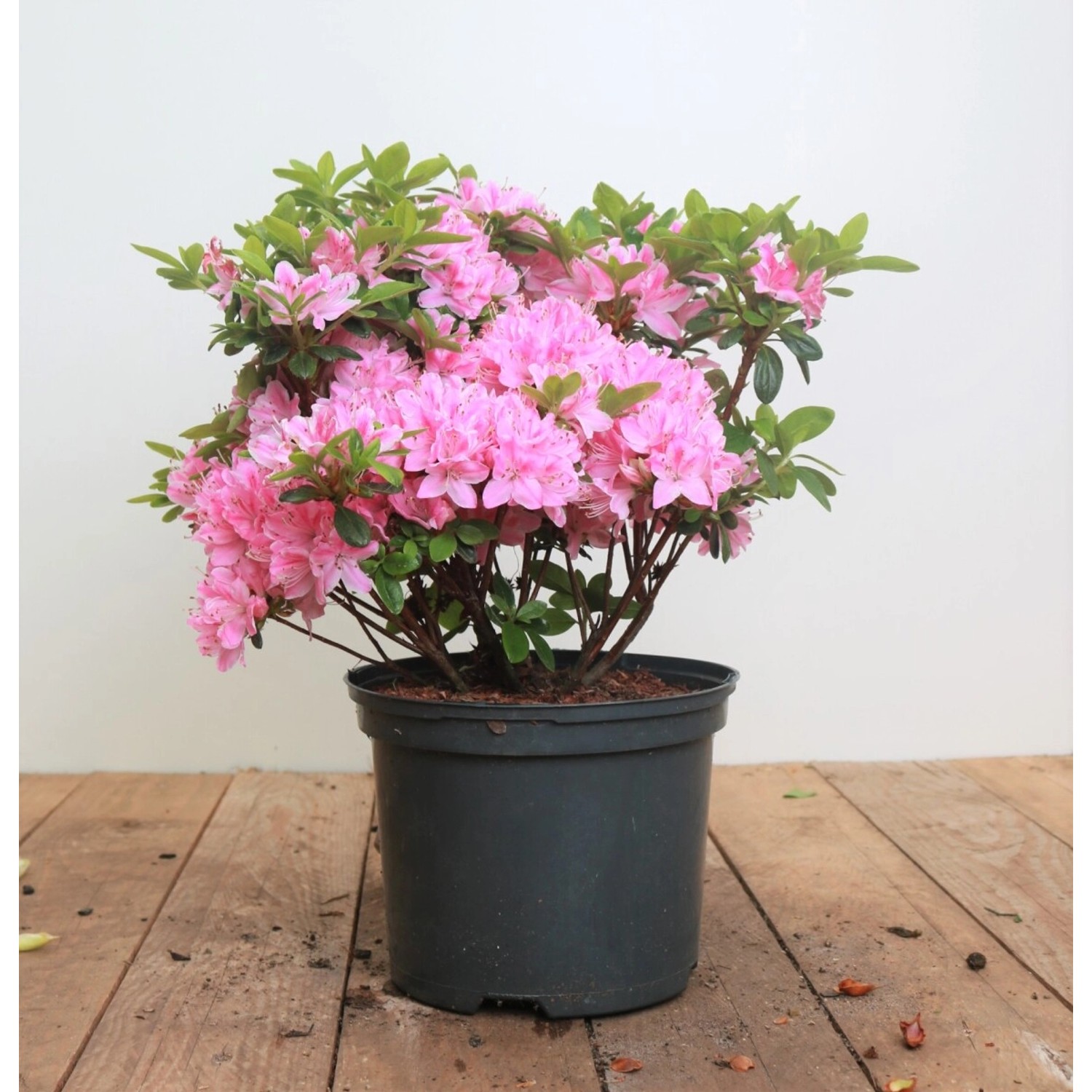 Rhododendron Obt. Kermesina Rose Rosa Blüten 30–40 cm günstig online kaufen
