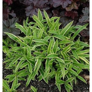 Segge 'Silver Sceptre' (Carex morrowii): Grüne Staude mit weiß geränderten Blättern.