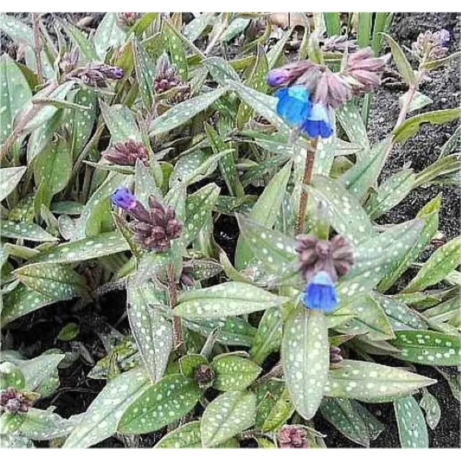 Lungenkraut Blauer Hügel - Pulmonaria,ongifolia