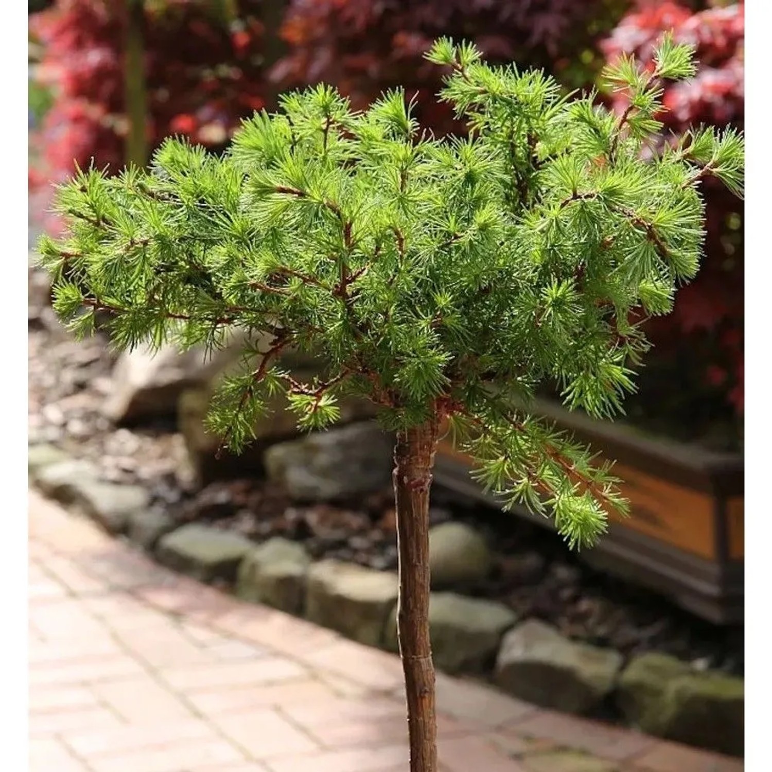 Hochstamm Europäische Lärche Bogle 60-80cm - Larix decidua