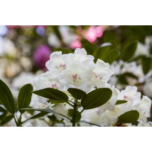 Nahaufnahme: Weißer Rhododendron Hybr. Hachm. Picobello mit grünen Blättern.