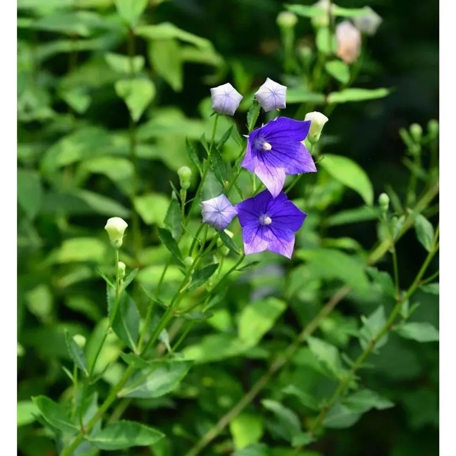 Ballonblume Marie - Platycodon grandiflorus