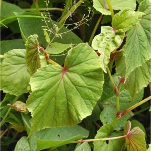 Japan Schiefblatt Alba - Begonia grandis