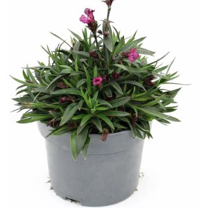 Nelken Dianthus car. im Topf, GROW by OBI, mit pinkfarbenen Blüten und grünen Blättern.