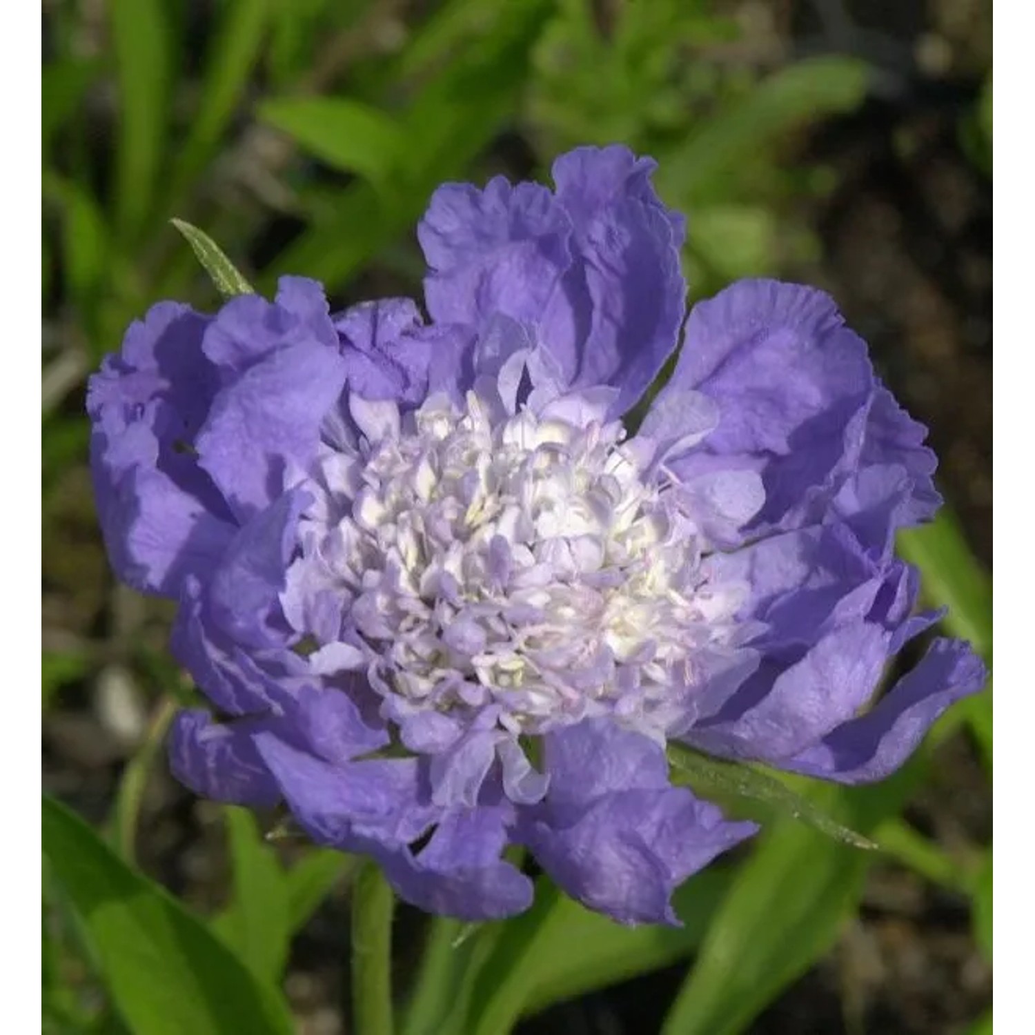 Kaukasus Skabiose Clive Greaves - Scabiosa caucasica
