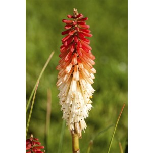 Fackellilie 'Flamenco' im Topf: Orange-rote Blüten der Kniphofia uvaria, Detailaufnahme.