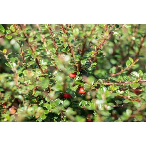 Immergrüner Cotoneaster Microphyllus Cochleatus mit roten Beeren, Topfgröße 9x9 cm.