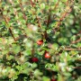 Immergrüner Cotoneaster Microphyllus Cochleatus mit roten Beeren, Topfgröße 9x9 cm.