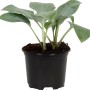 Blau-graue Funkie (Hosta) im schwarzen Topf, ca. 13 cm Topfgröße.