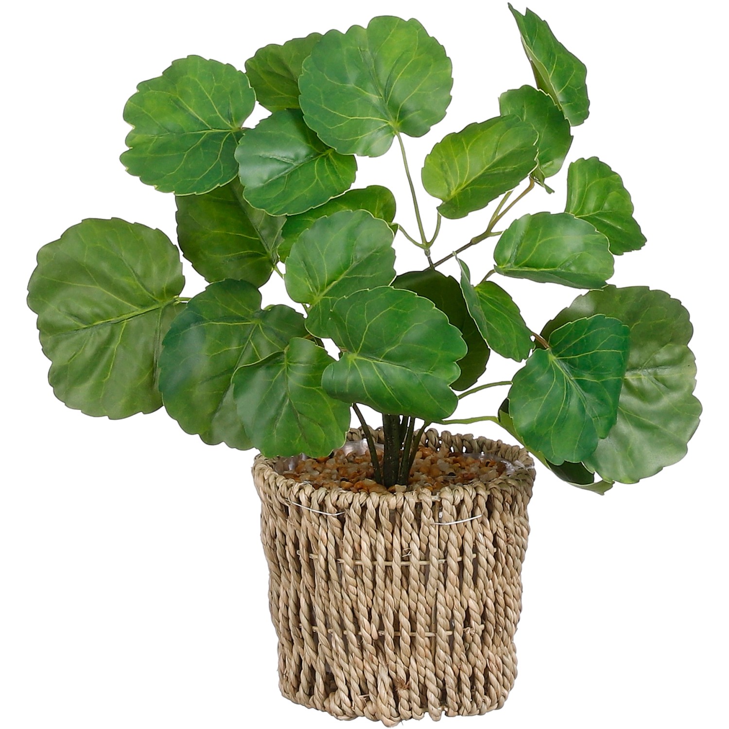 Ficus im Korb Grün günstig online kaufen