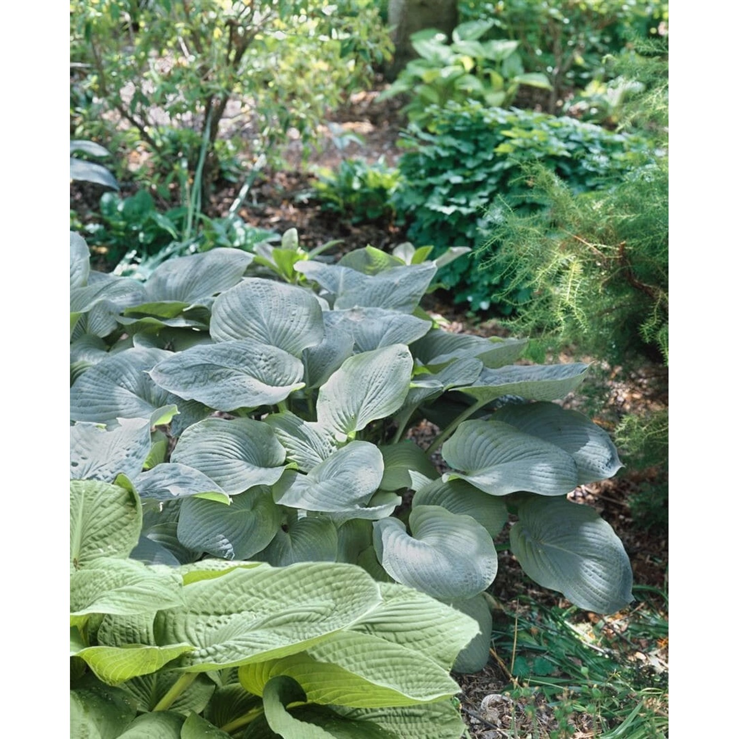 Hosta X Cult Empress Wu Ca. 11x11 cm Topf günstig online kaufen