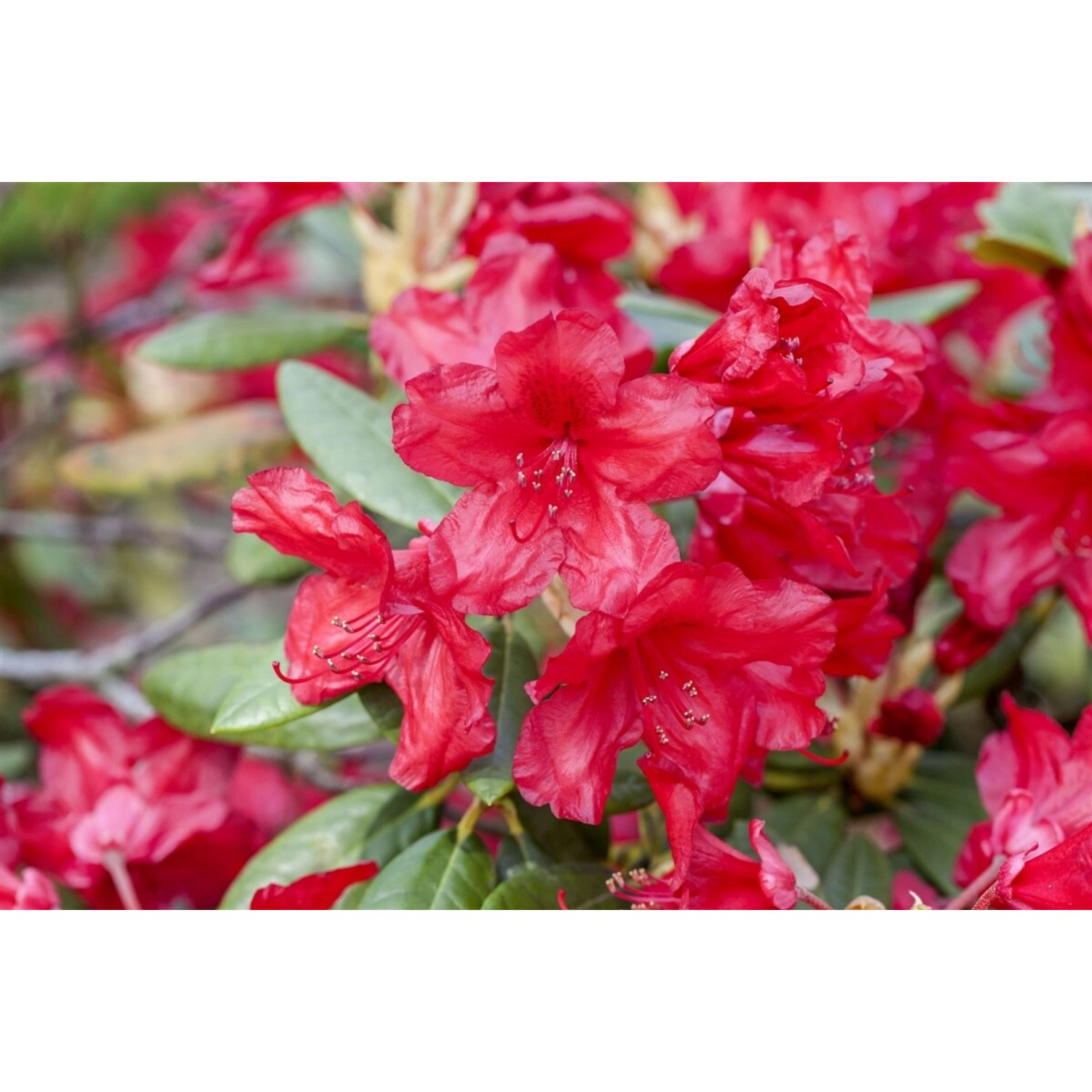 Rhododendron Yakusimanum Bohlkens Roter Stern Rot 40–50 cm günstig online kaufen
