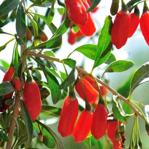 Goji-Beere Little Goji mit roten Beeren und grünen Blättern am Strauch.