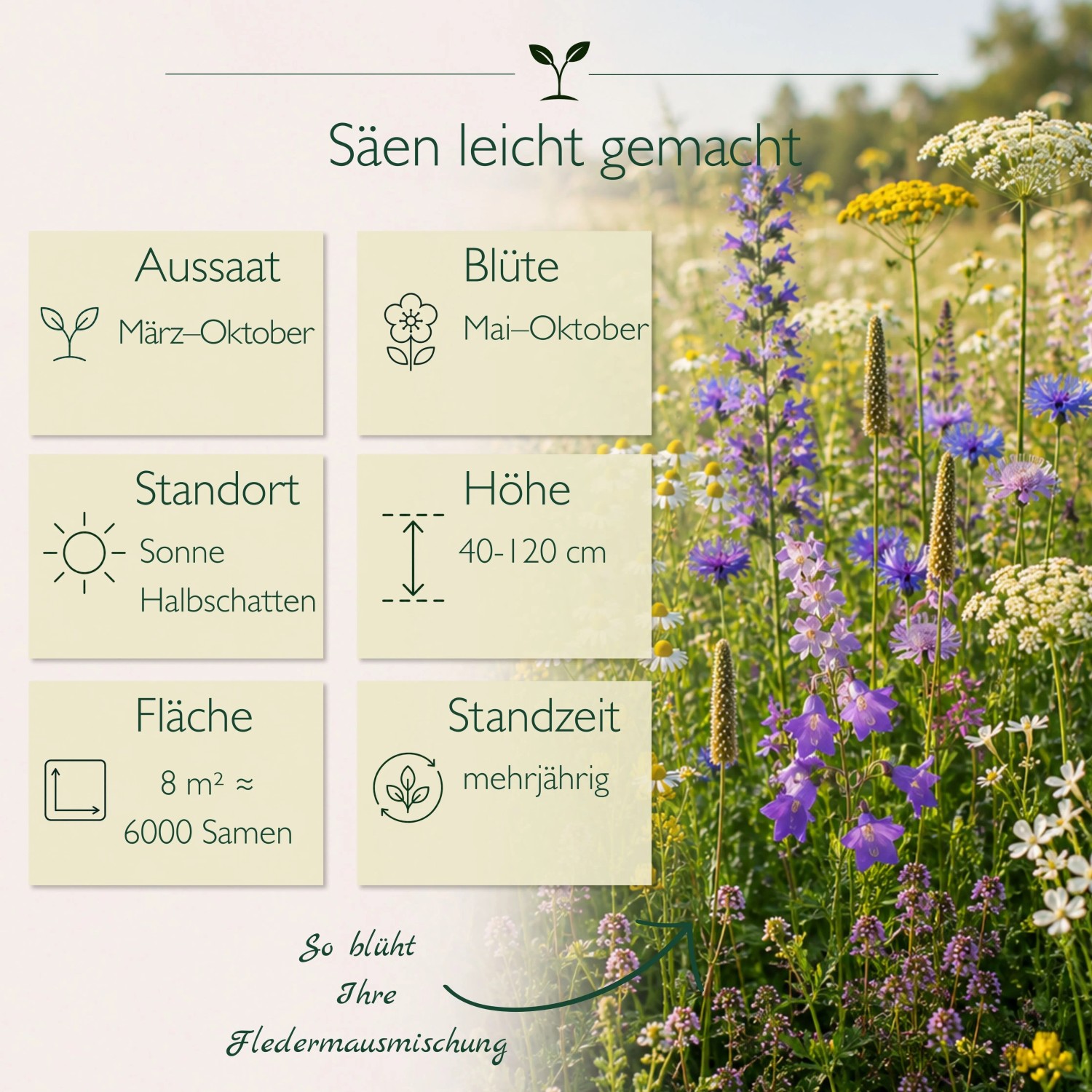 LaCaTho Fledermausmischung Samen: Blühendes Wildblumenfeld mit blauen, lila, weißen Blüten. Infos zu Aussaat, Blüte, Standort, Wuchshöhe.