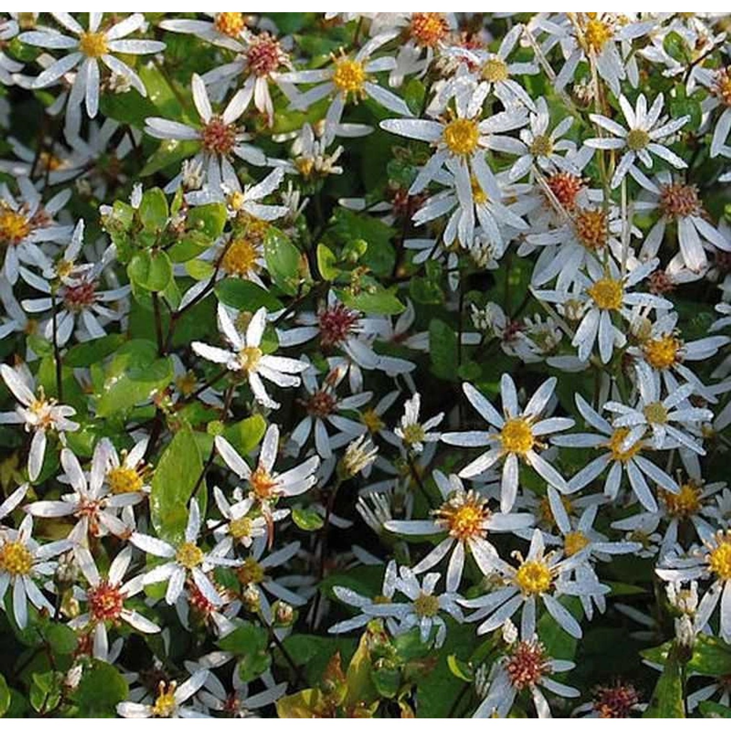 Waldaster Tradescant - Aster divaricatus günstig online kaufen