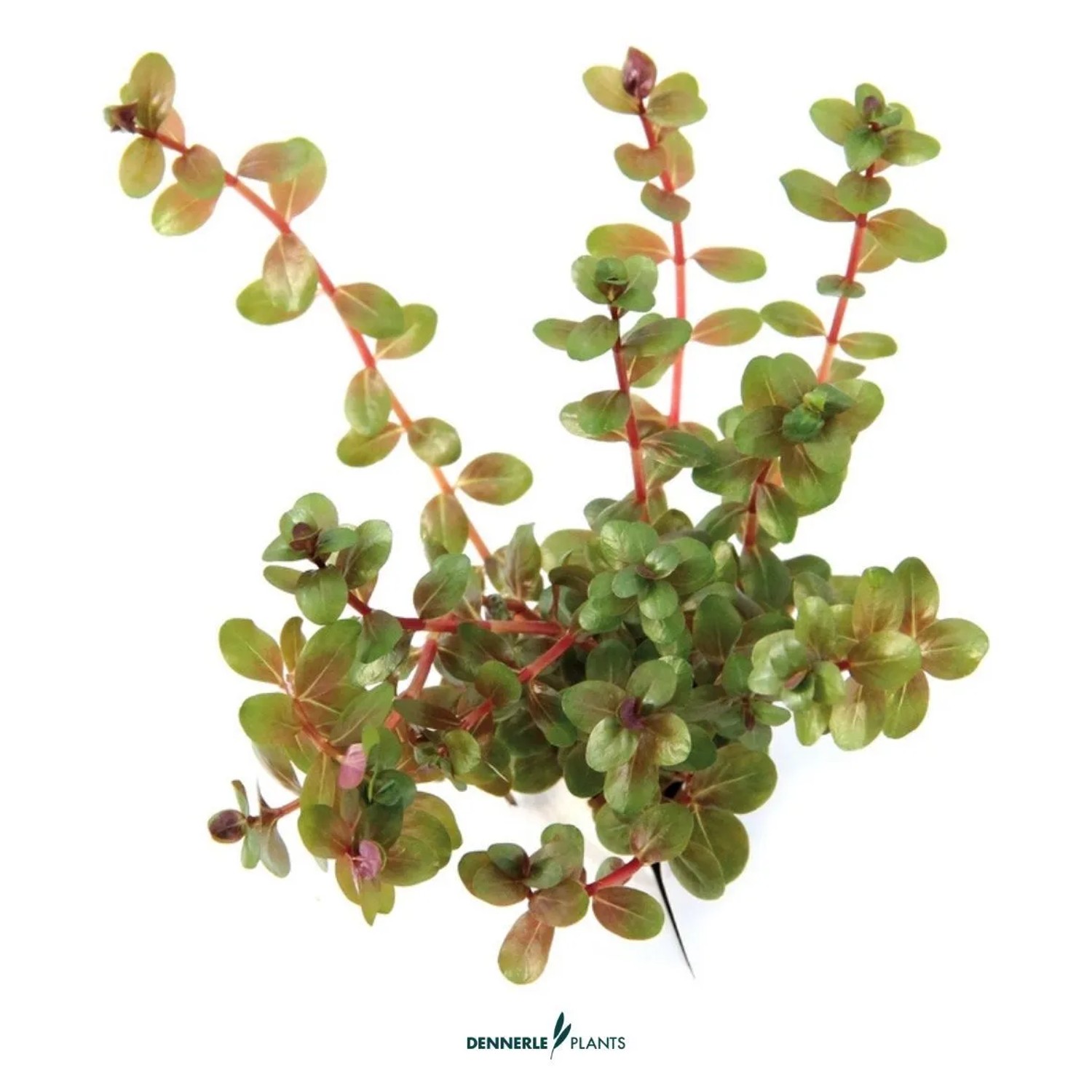 Dennerle Plants Rundblättrige Rotala Topf-Ø ca. 5 cm Rotala rotundifolia