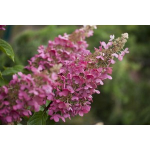 Rispenhortensie Pinky Winky mit rosa-weißen Blüten, ca. 80-100 cm hoch.