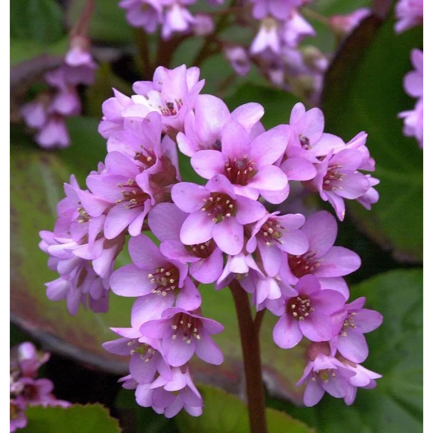 Altei Bergenie - Bergenia cordifolia