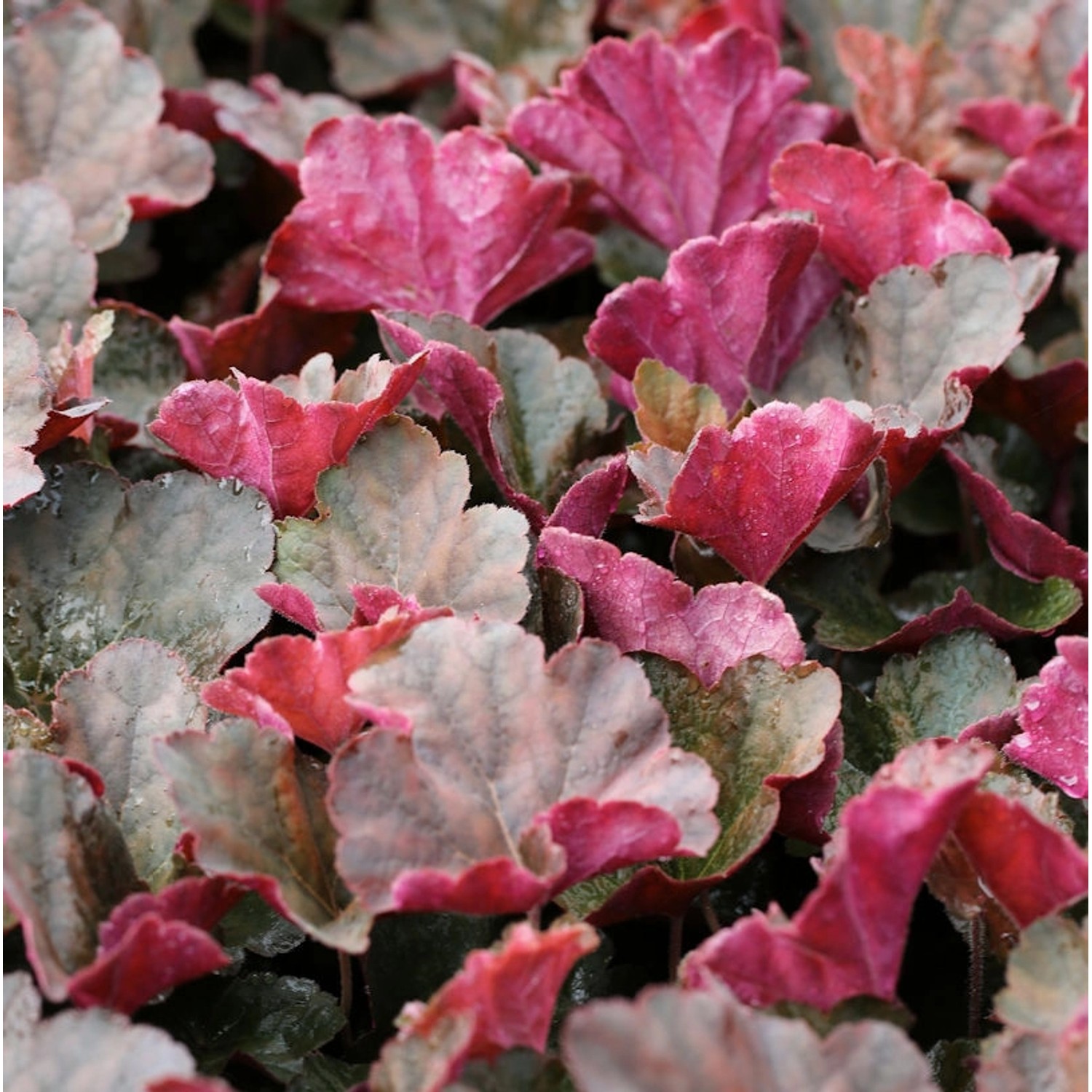 Purpurglöckchen Mocha - Heuchera micrantha günstig online kaufen