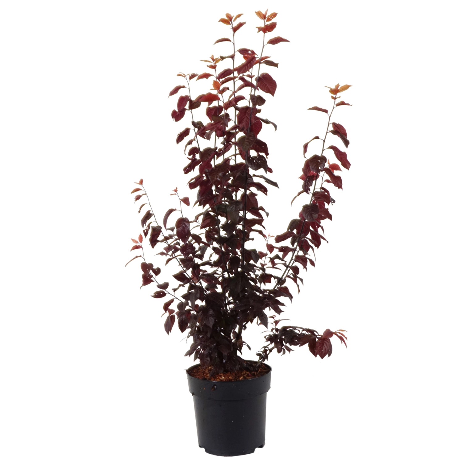 Blutpflaume "Nigra" Höhe ca. 6080 cm Topf ca. 6 l Prunus cerasifera