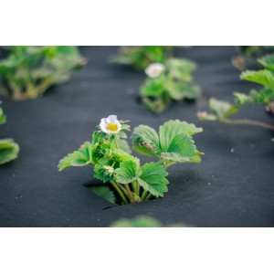 Schwarzes Aquagart Unkrautvlies 150g mit Erdbeerpflanze. Gartenvlies zum Schutz vor Unkraut.