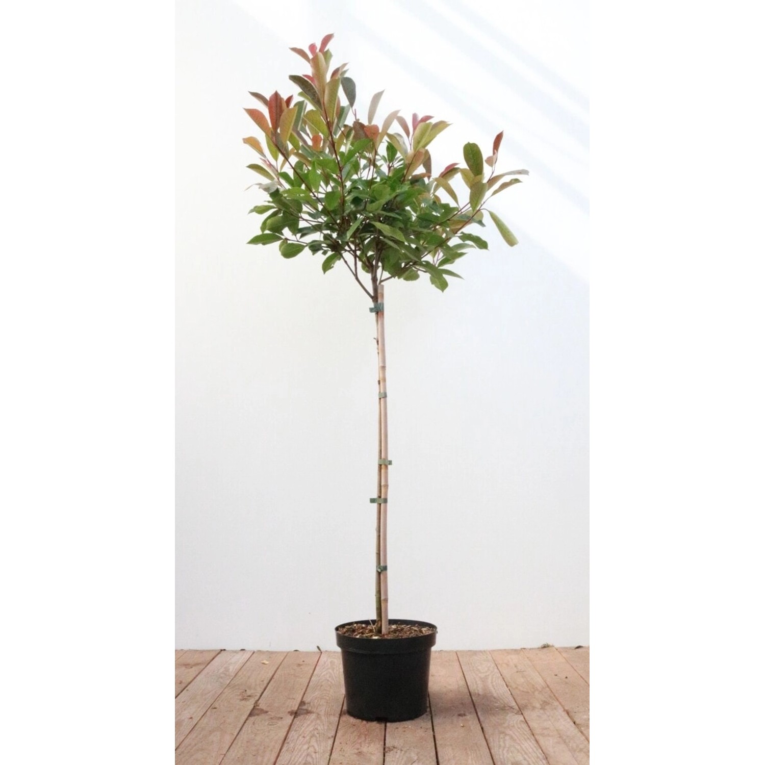 Photinia Fraseri Red Robin Glanzmispel Rote Blätter 80–100 cm Stammhöhe günstig online kaufen
