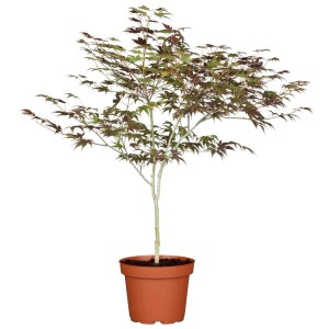 Japanischer Ahorn 'Atropurpureum' im Topf, rotlaubiger Hausbaum, ca. 60-80 cm hoch.