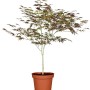 Japanischer Ahorn 'Atropurpureum' im Topf, rotlaubiger Hausbaum, ca. 60-80 cm hoch.