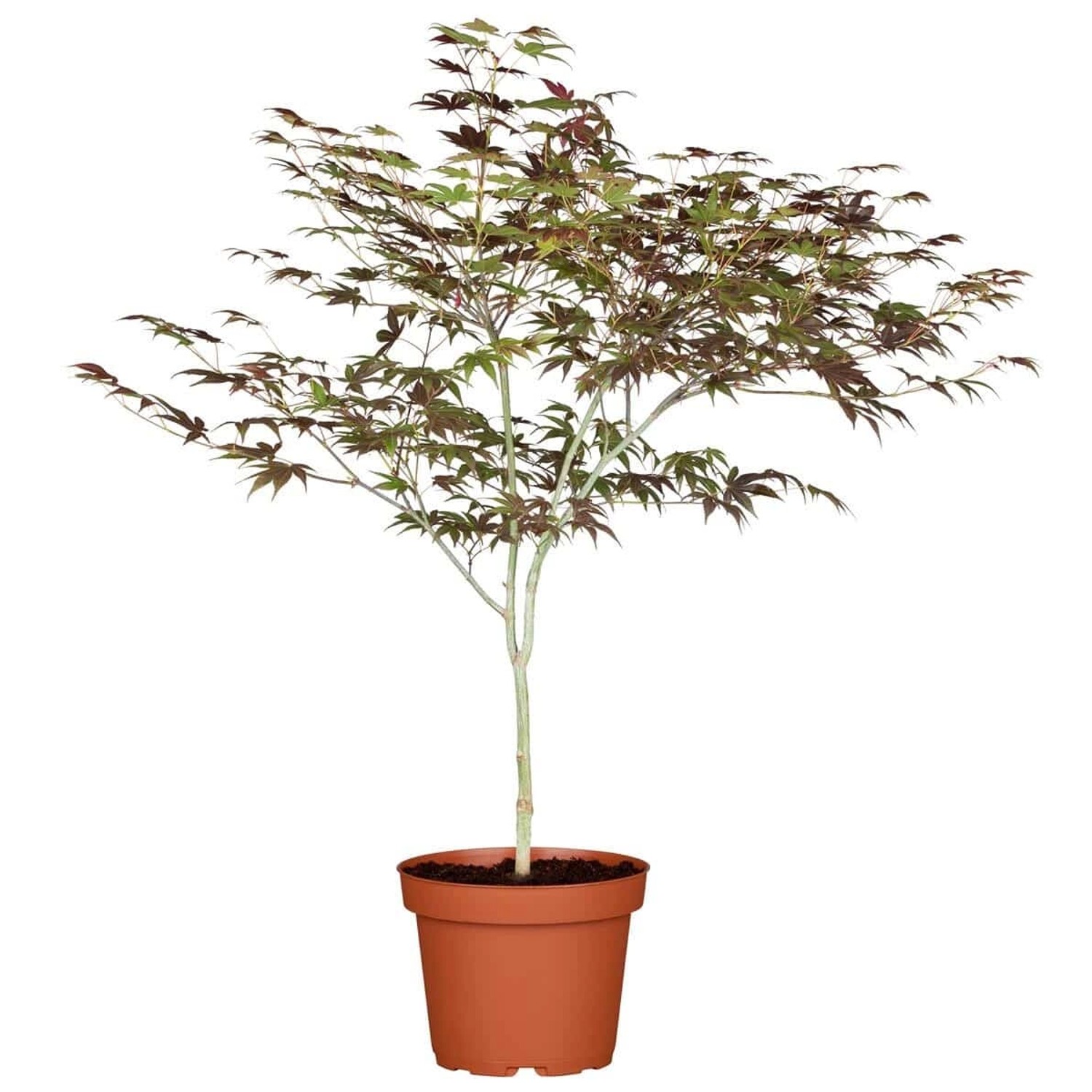 Acer Palmatum Atropurpureum Japanischer Ahorn Rotlaubig 60–80 cm günstig online kaufen