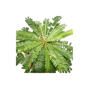 Biophytum Sensitivum (Südseepalme) im Topf, eine bewegliche Exotenpflanze mit gefiederten Blättern.